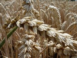 beige spikelets of wheat close up
