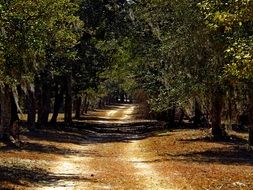 Landscape of road in a forest