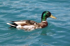 duck swims in the pond