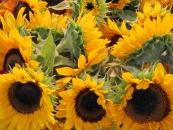 yellow young sunflower on the field
