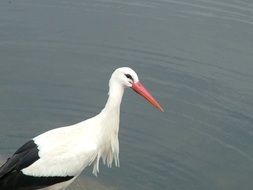 White stork in the water