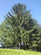 big green tree on a sunny day