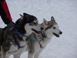beautiful sled dog race