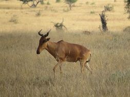 Hartebeest in the wildlife, africa