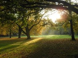 sun rays and shadows in the autumn park