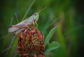 stunning grasshopper