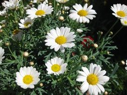 wonderful daisies flowers