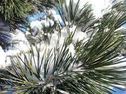 snow on green pine needles