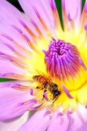 insect on a colorful lotus closeup