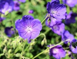 blue geranium on a bush in bright sun close up