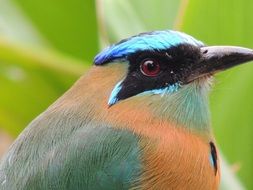 colorful bird close up on blurred background