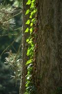 wild Green grapes log pine sunlight