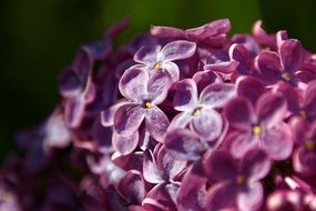 lilac tree blossom