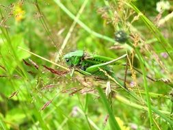 green Grasshopper in nature in France