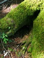 green moss on massive roots