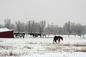 horses on the ranch