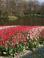 flowerbed with tulips by the pond on a sunny day