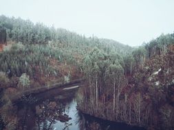 Landscape Picture of river in a forest