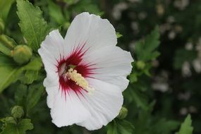 white hibiscus with buds close up