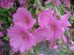 attractive pink mallow flower