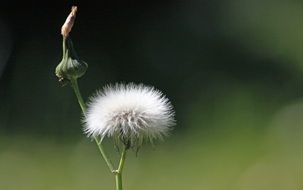 magical seeds dandelion