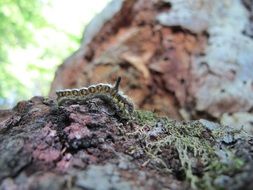 Colorful caterpillar on tree bark among other plants