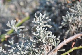 blue needles on an evergreen bush