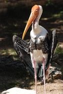 wonderful stork marabou bird