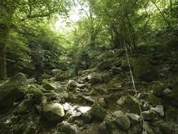 rocky soil in the forest with green foliage