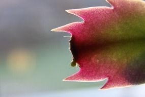 pink-green leaf of a cactus