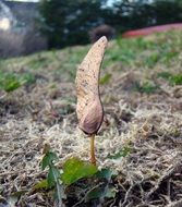 seed tree maple