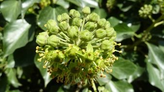 ivy blossom bloom plant close