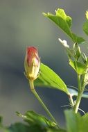 rose plant in nature