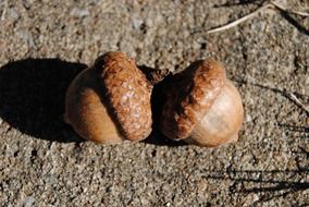 acorn tree seed