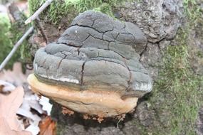 gray tree mushroom on the trunk close-up