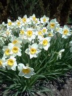 White daffodil flowers