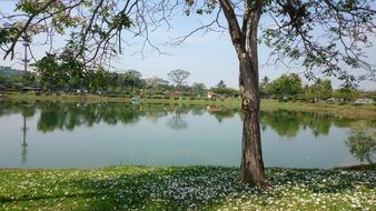 Flowering around the tree near the lake in spring