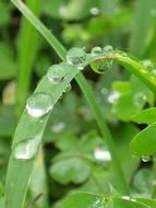 round drops of water on the grass in Thailand