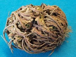 rose of jericho resurrection plant on a blue background