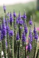 bush of violet lavender close-up on blurred background