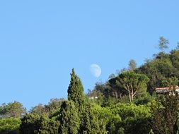 moon in the blue sky above the trees