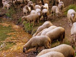 flock of sheep near a lake in the forest