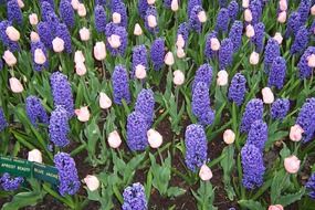 purple dahlias and white tulips in the flowerbed