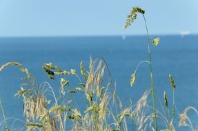 landscape of grass tops at the background of blue sea