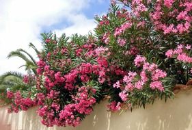 pink flowers of oleander above stone wall at sky