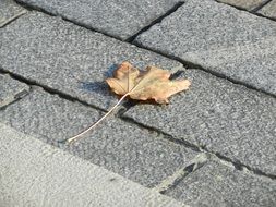 leaf pavement autumn nature