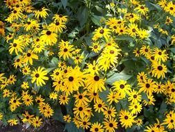 top view on meadow of yellow coneflower