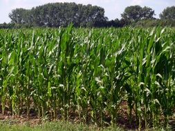 young shoots of corn field