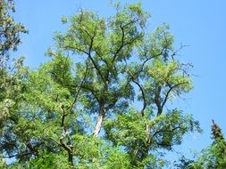 robinia pseudoacacia tree