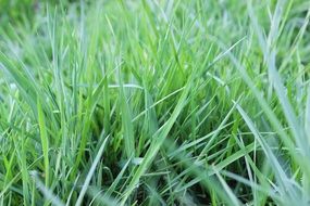 extraordinarily beautiful meadow grass